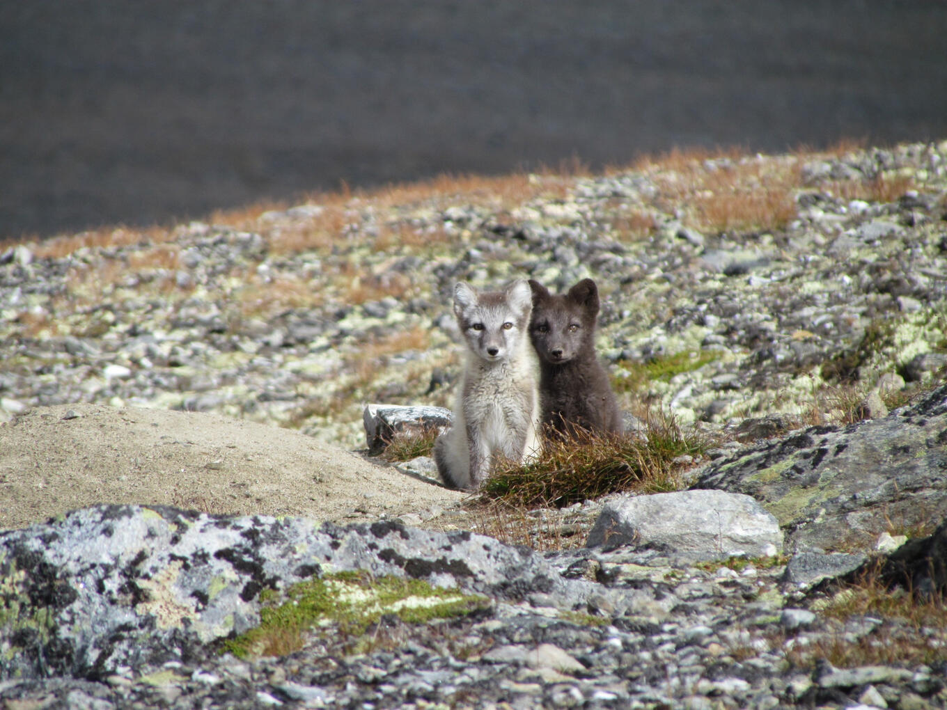 One white and one blue arctic fox. Summer morph.
