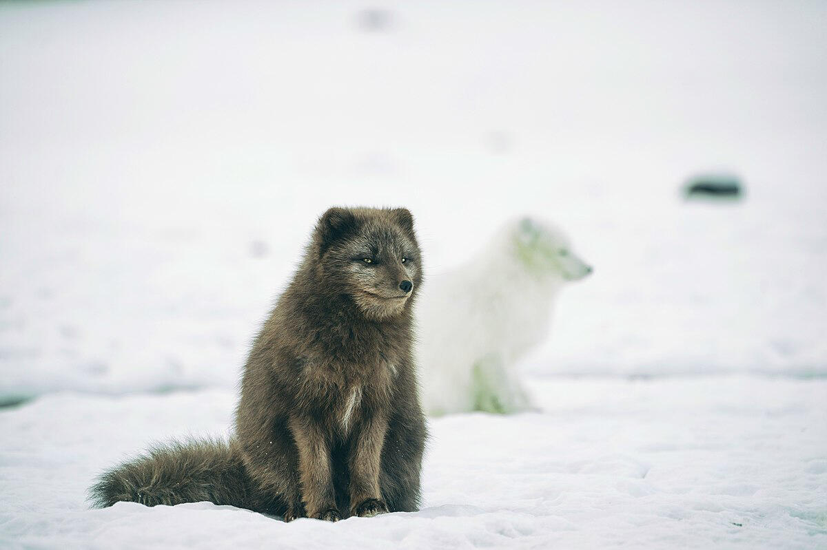 One blue arctic fox in front and a white arctic fox behind. Winter morph.